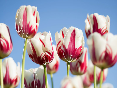 Photo de tulipes